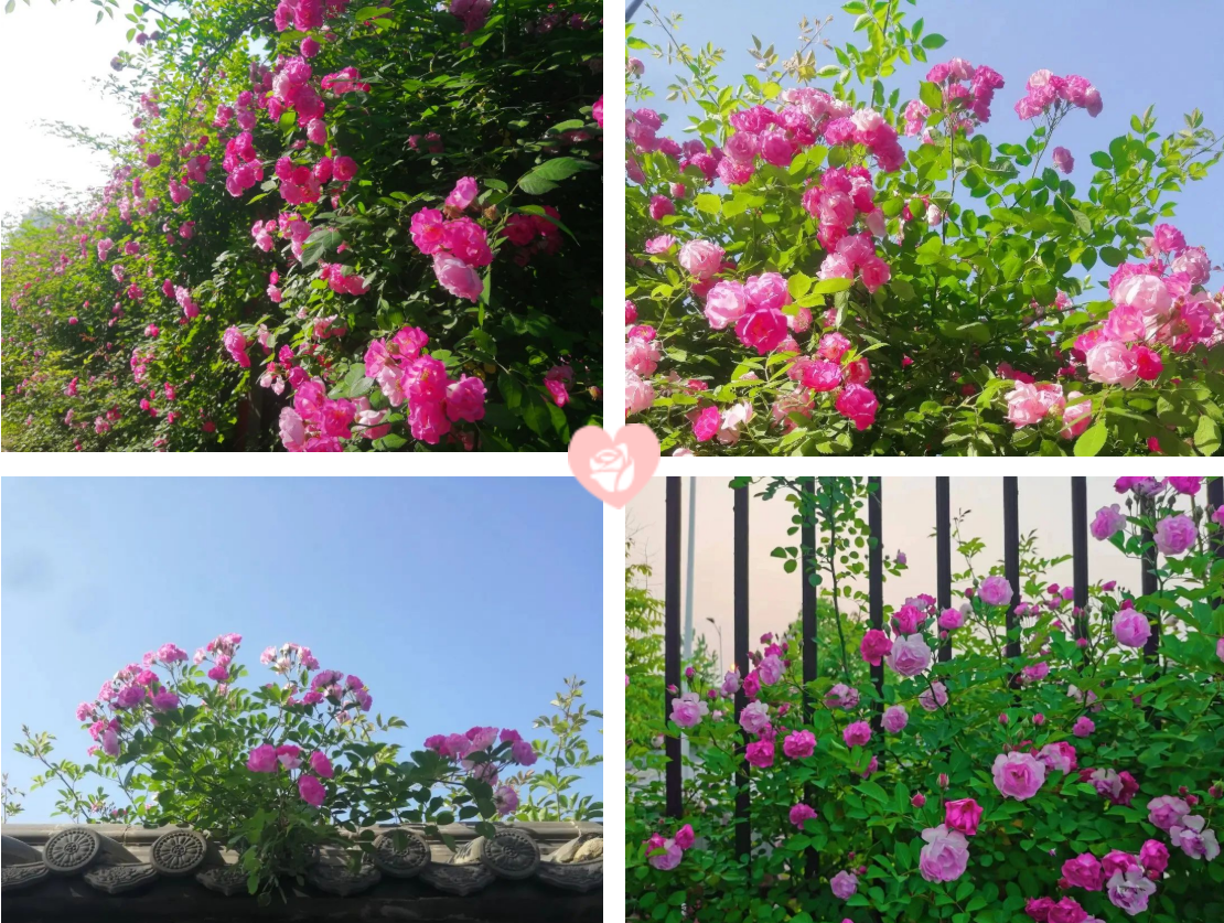 井松智能|蔷薇花开 万物可爱
