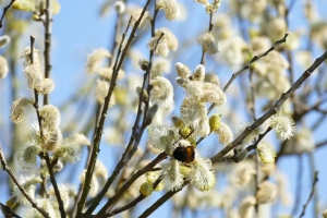 你那里下“雪”了吗？