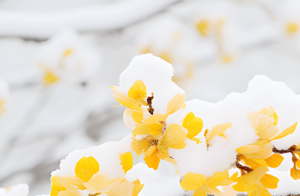 小寒送暖，美好启程——中叉网祝福您温暖相伴，事业蒸蒸日上！