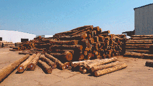 拒绝黑烟滚滚，别格乔掀起木业绿色搬运革命